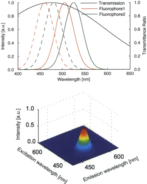 Figure  2-2:  Simulated  fluorescence  emission  and  excitation  spectra  and an absorption spectrum  (top) and  an  EEM distorted  by  the  absorption  (bottom)