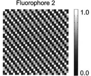 Figure  2-4:  Representative  images  of  simulated  fluorophore  distributions.  The  bar shows  each  fluorophore's  abundance.