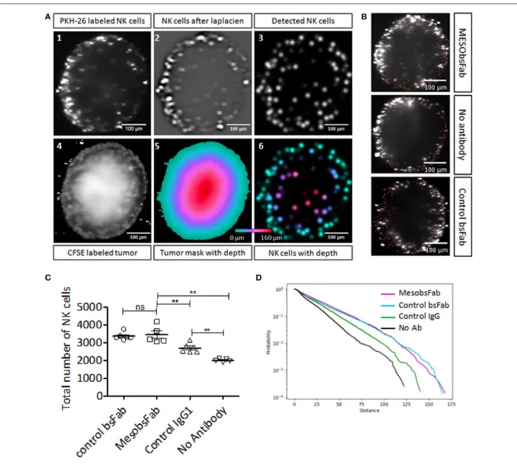 FIGURE 3 | Impact of MesobsFab on NK cells infiltration into TNBC spheroids. (A) Cross-sections illustrating the 3D distance analysis method using ImageJ software.