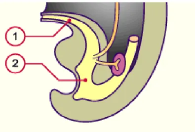 Figure N° 5 : Développement du sinus uro-génital, stade 13, environ 32  ème  jour. 