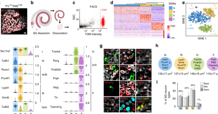 Fig. 1 Identi ﬁ cation and validation of four neuronal types in adult SG. a Genetic tracing of SG neurons ( β 3Tub + /RFP + ) on P21 sections from PV cre ;R26 TOM mice