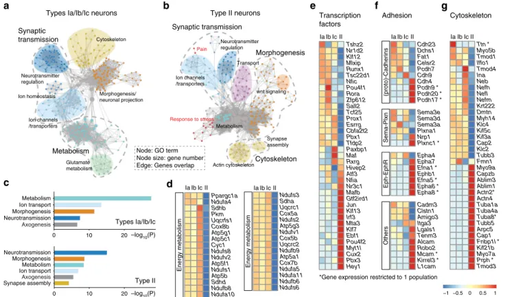 Fig. 2 Comparative analysis of SG neurons transcriptomes. a, b Gene set enrichment analysis of types I (a) and type II neurons (b) visualized by network.