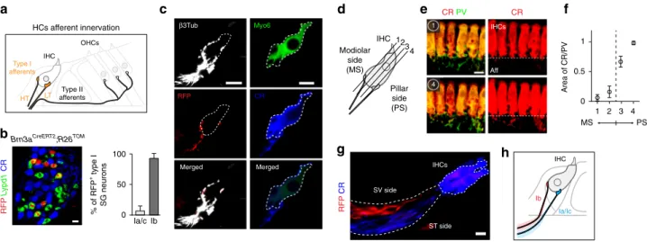 Fig. 5 Innervation pattern of IHCs by type I neurons. a Sketch representing the afferent innervation of the mature organ of Corti, and illustrating the spatial segregation of the peripheral projections and synaptic contacts of high threshold (HT) and low t