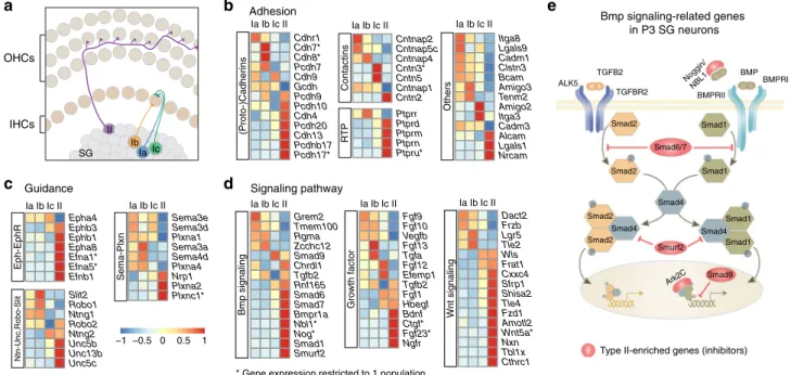 Fig. 7 Functional signature of neonatal SG neuron types. a Schematic illustration of the mature connection pattern of auditory afferents with HCs