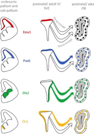 Figure 1.  Examples of 4 categories of transcription factors classified based  on their respective expression pattern in the embryo versus postnatal dorsal  V/SVZ