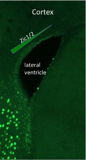 Figure 2.  Zic immunostaining of the adult mouse forebrain, showing a  mediolateral gradient of Zic1/2 expression in the dorsal wall of the  subventricular zone.