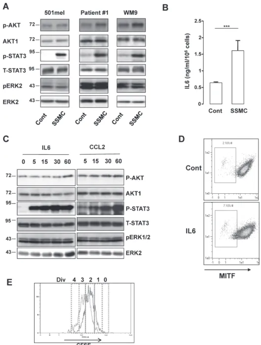 Figure 2: Activation of the STAT3 signaling pathway by the secretome of senescent melanoma cells