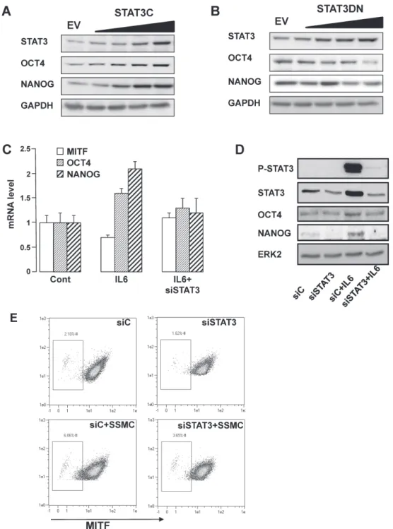 Figure 3: STAT3 activation mediates the acquisition of the stemness phenotype in melanoma cells