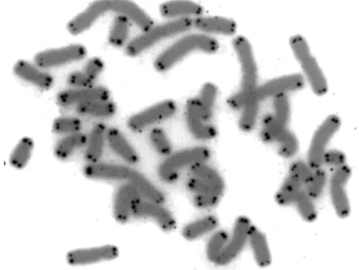 Figure 12.1: Human chromosomes (grey) capped by telomeres (black). Wikipedia.