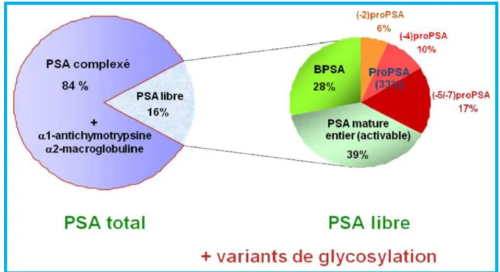 Figure 1 : Composition du PSA total et du PSA libre [10]. 