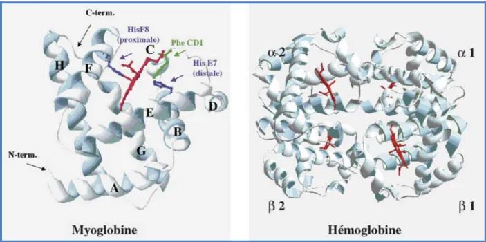 Figure 4 [30] A. Représentation tridimensionnelle de la myoglobine de cachalot. 