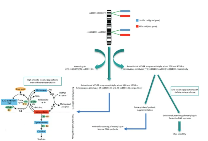 Figure 2: Effects of MTHFR polymorphisms on male fertility. The MTHFR gene, located on the short arm of chromosome 1 (1p36.3), is composed of 11 exons