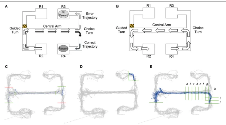 FIGURE 1 | (A) Visualization of choice trial starting at the R2 reward point. Black arrows demonstrate the trajectory of a “correct trial”