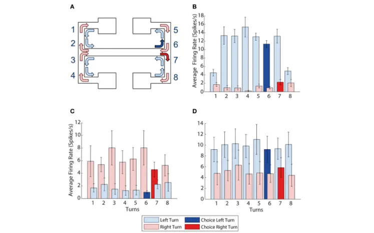 Figure 3B shows a sample neuron selective for left turns, fir- fir-ing at a consistently higher rate than durfir-ing right turns (p = 0 