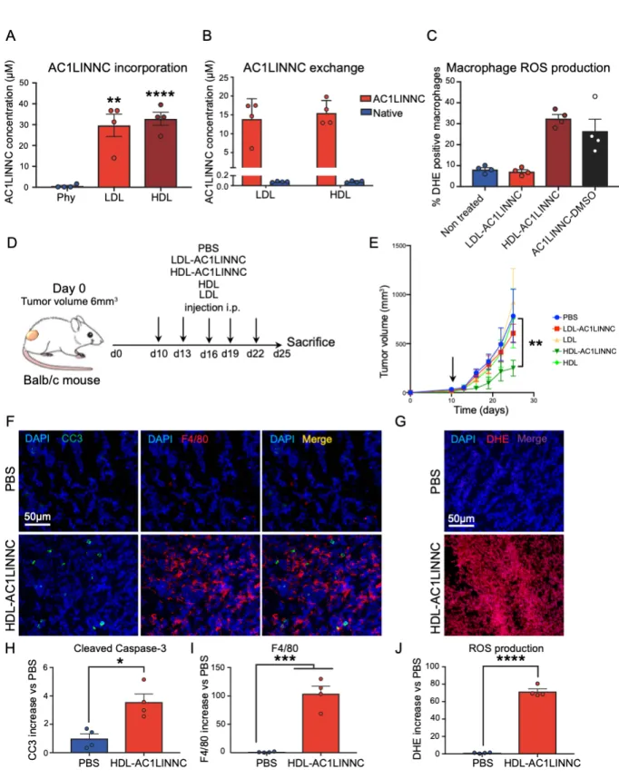 Figure  4:  HSP70  inhibitor  vectorization  in  HDL  prevents  tumor  growth  by  targeting  macrophages