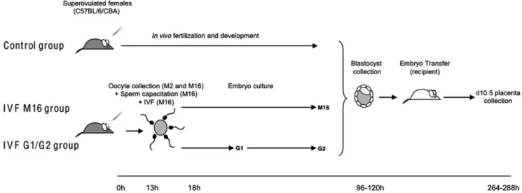Figure 1. Experimental design. In vivo fertilization and preimplantation development (Control group) and in vitro fertilization and preimplantation embryo development (IVF groups)