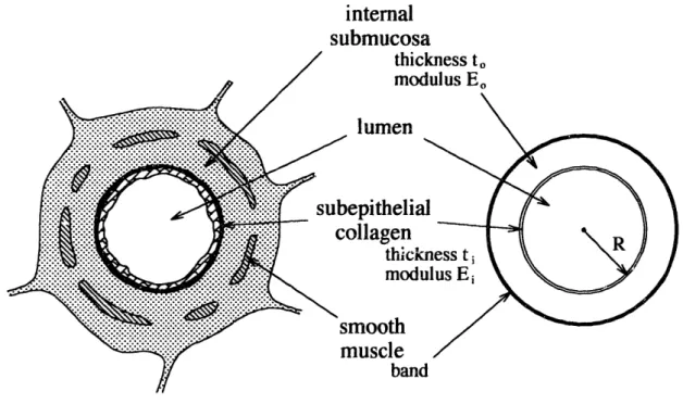 FIGURE 2-1:  Sketch of a membranous bronchiole  and the two-layer tube idealization, showing correspondence  between airway components and  tube layers.