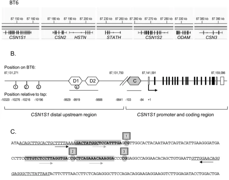 Figure 1. Description of the bovine CSN gene cluster and the distal upstream region of CSN1S1 