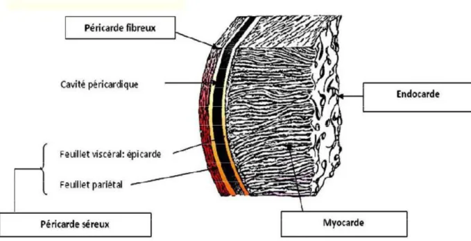 Figure 2: les tuniques du cœur [6] 