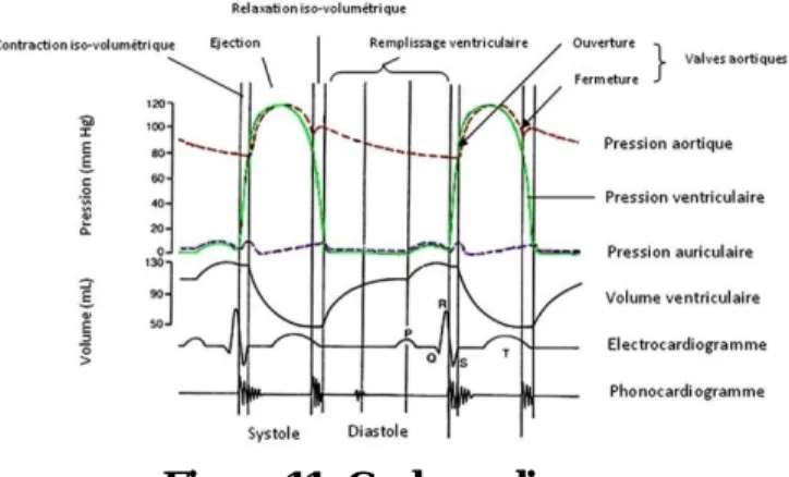 Figure 11: Cycle cardiaque 