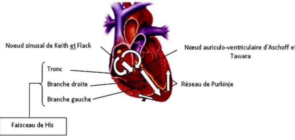 Figure 12: Activité électrique cardiaque 