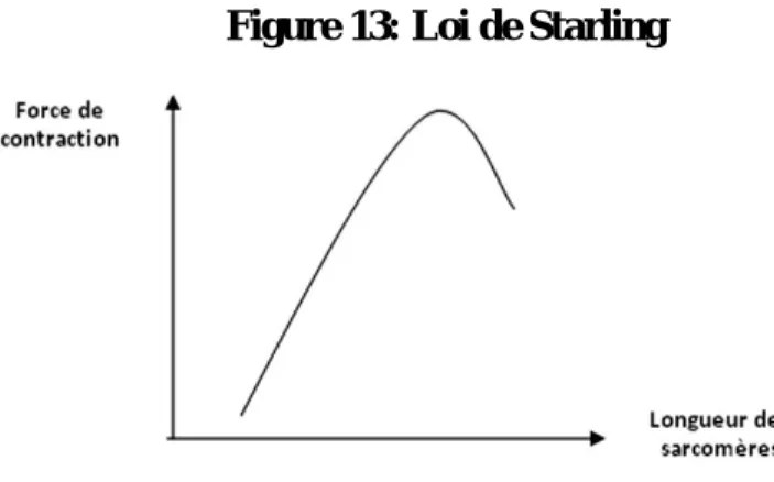 Figure 13: Loi de Starling 