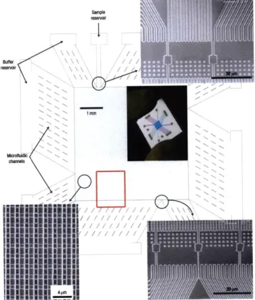 Figure  1-3:  &#34;Structure  of  the  microfabricated  device  incorporating  the  anisotropic nanofilter  array  (ANA)