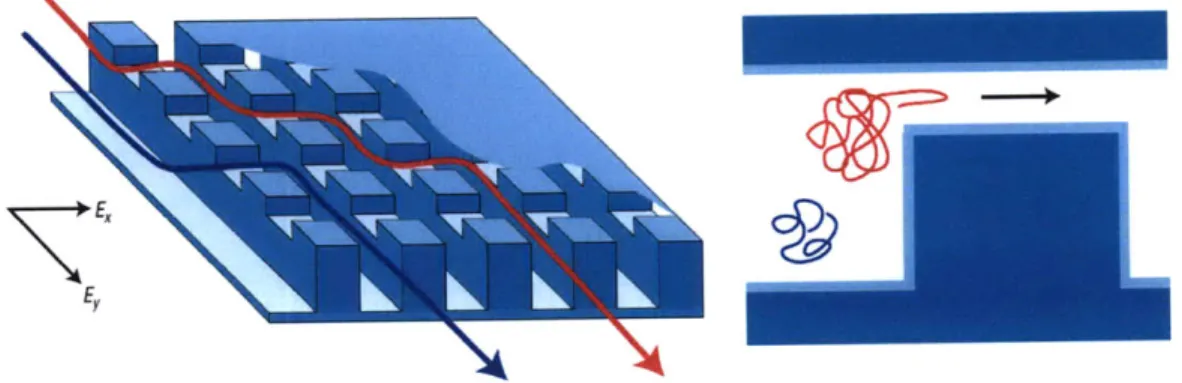 Figure  1-4:  Molecules  follow  different  trajectories  based  on  their  size.  Adapted  from Fu  et  al