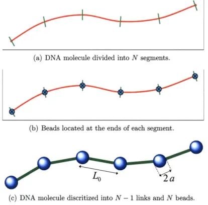 Figure  3-1:  DNA  descretization  into  N  - 1 links  and  N  beads.