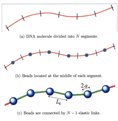 Figure  3-2:  DNA  molecule  divided  into  N  segments,  N  beads  and  N  - 1 connecting links.