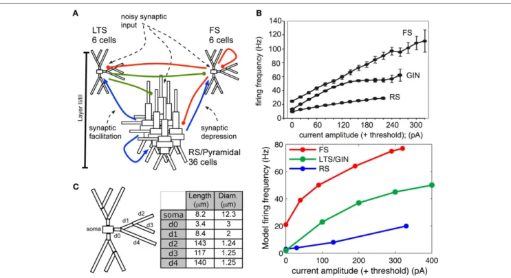 FiGure 2 | Model construction methods. (A) Schematic showing model  network. Initial simulations contained only RS and FS cells and connections