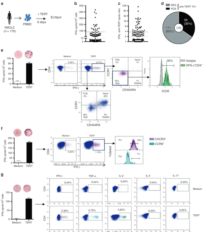 Fig. 1 Distribution and functional characterisation of TERT-speci ﬁ c CD4 + T cells in patients with NSCLC