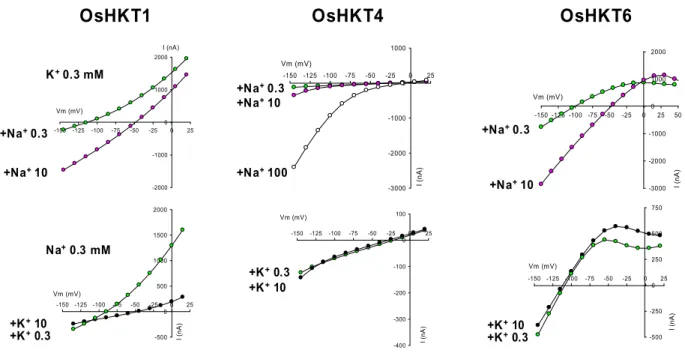 Figure 1: La caractérisation dans l’ovocyte de xénope de trois HKT de riz montre une importante diversité fonctionnelle