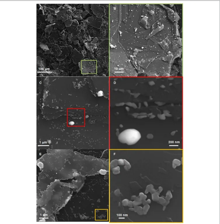 FIGURE 5 | SEM images of 7.8%CuPc/graphite[50%/5 min/400] from SE (A–D) and InLens detectors (E,F), showing CuO-decorated graphite flakes (A), large CuO particles deposited on graphene (B), decoration of graphene edges with smaller CuO particles (C), inter