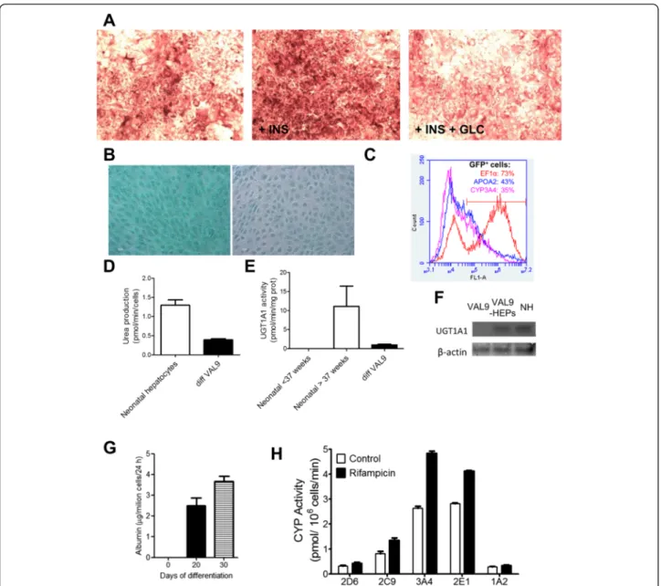 Fig. 4 Functional characterization of VAL9-HEP in vitro at day 30 of differentiation. a Glycogen storage was assessed by PAS staining