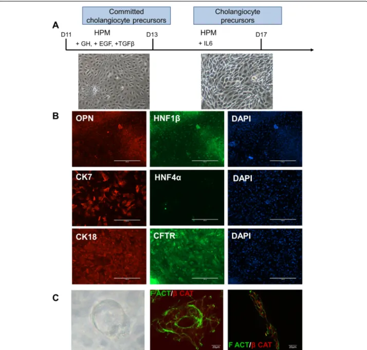 Fig. 2 Differentiation of hepatoblasts into precursors of cholangiocytes. a Protocol and phase contrast images of cholangiocyte precursors