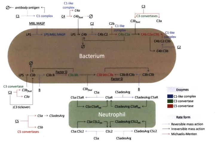 Figure  2.1.  Schematic  of the  complement  model.  Underlined  species  have  zeroth-order  synthesis  and first-order degradation  reactions