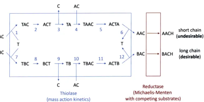 Figure 3.1.  Schematic  of the model  structure.  The  model  represents the  thiolase and the reductase enzymes