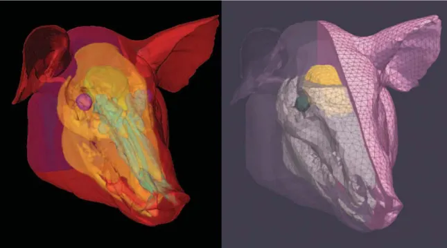 Figure 4-2: The full pig head model. On the left are the solid surfaces generated by segmentation of the CT data set, and on the right is the computational mesh with details of the internal model components.