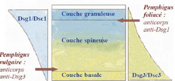 Fig. 13. Les molécules desmosomales gradient de distribution des desmogléines Dsg1/Dsg3 