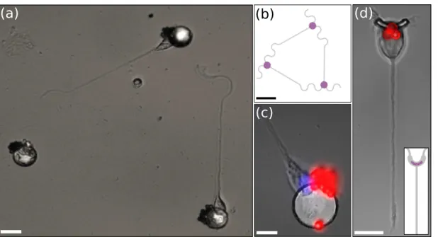 Figure 2. (a) Optical micrography of neurons (3-DIV) trapped on SmCo hard micro- micro-magnets and growing on the Poly- L -lysine (PLL) adhesive pattern