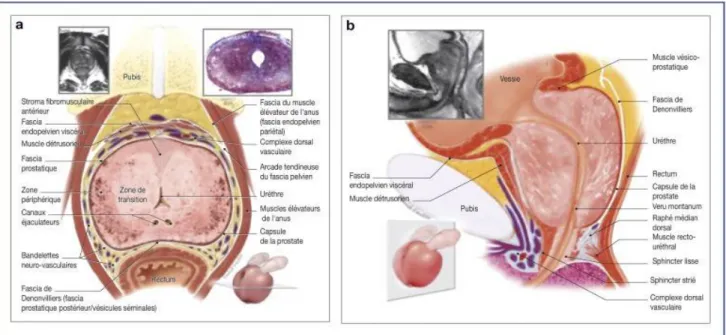 Figure 3: Rapport anatomique interne et externe de la prostate  15 . 