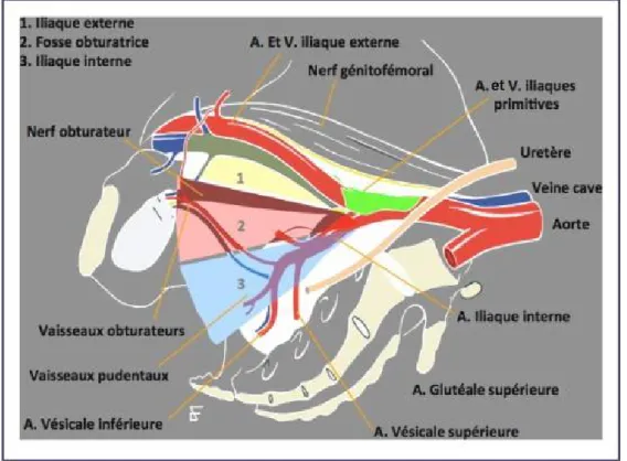 Figure 7 : Limites anatomiques du curage ganglionnaire dans le cancer   de la prostate  24