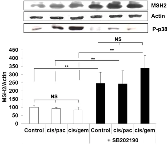 Figure 7: MSH2 expression following p38 blocking or cisplatin/paclitaxel or cisplatin/gemcitabine treatment in A549  cells