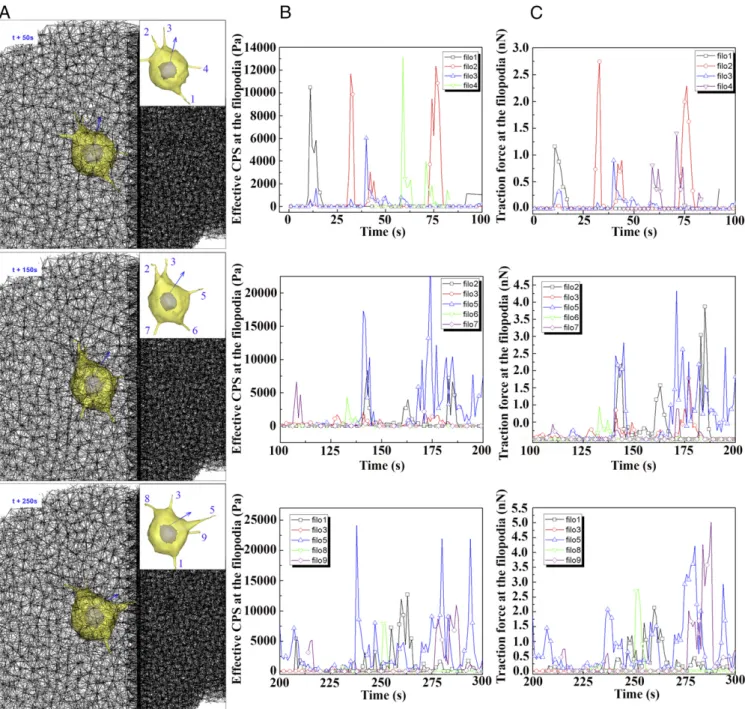 Fig. 3. Time evolution of cellular polarity, traction force, and modulus during directed cell migration toward stiffer ECM