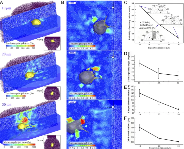 Fig. 4. (A) Selected examples of maximum principal stress contour slices along both the migrating cell and the domain of ECM as a function of separation distance from the surface of stiffer ECM in which the cell migrates from three different separation dis