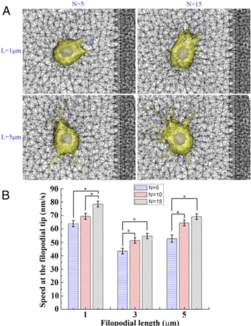Fig. 5. Three examples of durotaxis. (A – C) Still shots of (A) simulated cell crossing the sharp interface at the time point of 2,390 s when the cell starts migrating from the soft ECM, (B) simulated cell steering away from the sharp interface at the time