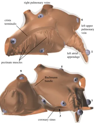 Figure 1. Renderings of the anatomical model showing the thickness variations in the atrial wall