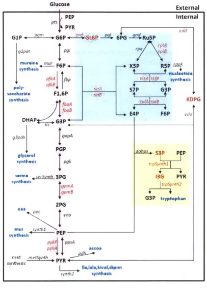 Figure  1.  Structure  of the  central  carbon  metabolic  network  model.  The red  box  indicates  the  glycolysis  pathway;  the  blue  box indicates  the  pentose  phosphate  pathway;  and  the  yellow  box  indicates  the  aromatic  amino  acid  synth