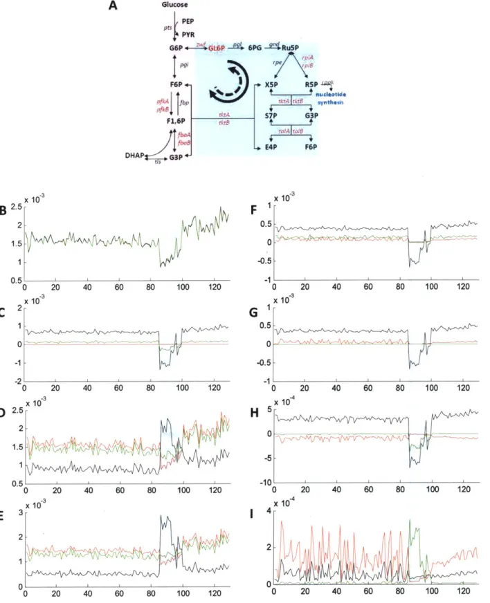 Figure 5. Steady-state  flux analysis.  A. the  pentose  phosphate pathway.  The  solid arrow  shows the direction  of clockwise  flux and dotted  arrow shows the  direction  of counter-clockwise  flux